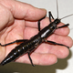 Foto: Museo de Ciencias Naturales de Melbourne
